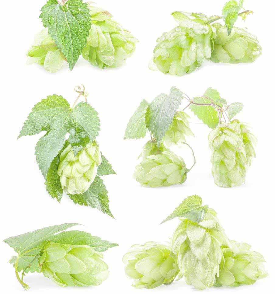 What could we do to reduce hop bill?